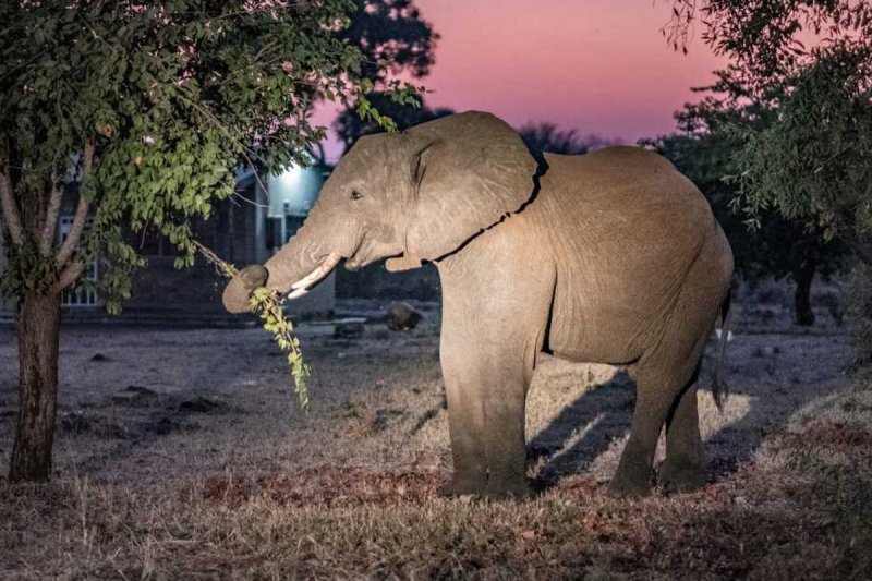 Elephant pic ( Photo source- NPR)