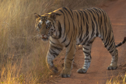 Panna Tiger Reserve tigers will be relocated Ken Betwa Link Project mp news