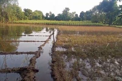 Farming News