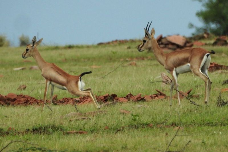 टाइगर रिजर्व में बढ़ा प्रे बेस, नजर आने लगी राज्य पशु चिंकारा की चौकड़ियां