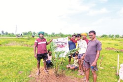 अब पेड़ से निकलेगा तेल… किसानों की होगी तगड़ी कमाई, जानें फायदे - image
