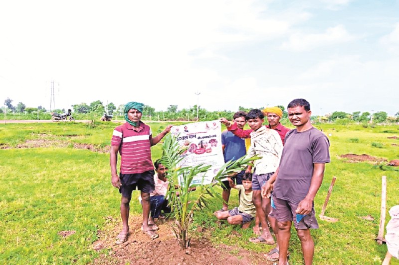 पाम ऑइल की खेती को बढ़ावा (Photo source- Patrika)