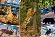 MP tiger Reserve