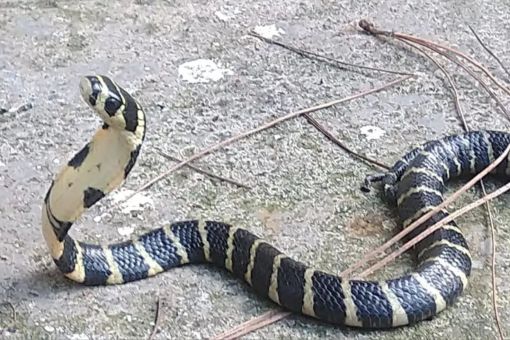 five feet long king cobra in Noida House family hostage on second floor for 72 hours