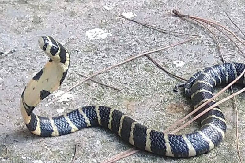 five feet long king cobra in Noida House family hostage on second floor for 72 hours