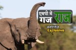 MP News Elephants in MP Interesting Facts