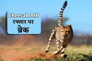 MP News Project Cheetah