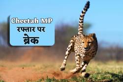 राजस्थान, यूपी में चीतों की आवाजाही फिलहाल कैंसिल, सामने आई बड़ी वजह - image