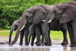 Wild elephants roaming on the Shahdol-Rewa Highway in MP
