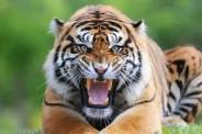MP news Tiger Attack 5 death in 8 months