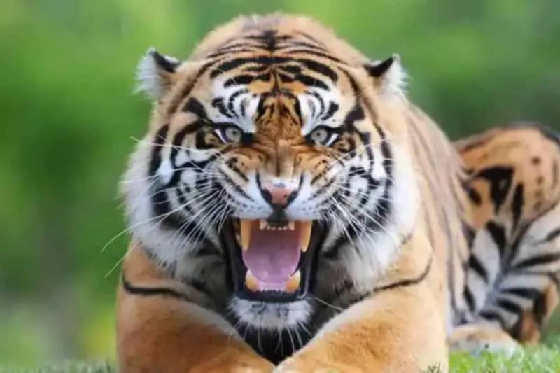 MP news Tiger Attack 5 death in 8 months