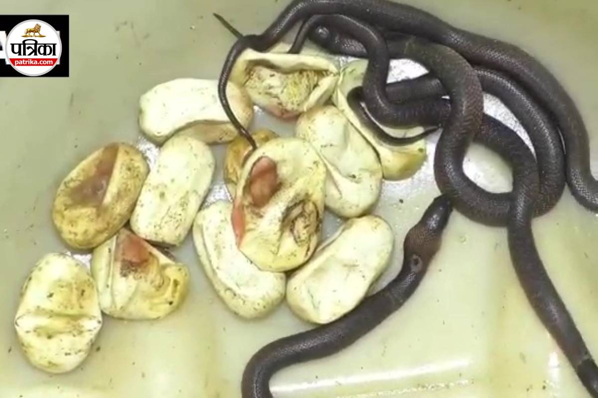 Most Venomous Snakes in India