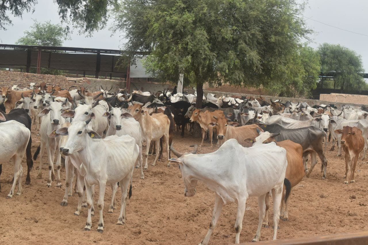 Nagaur patrika…झोलाछापों पर कागजी शिकंजा, पांच साल से गांवों में नहीं हुई जांच, भोले पशुपालक झोलाछापों के भरोसे…VIDEO