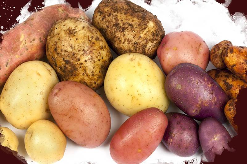 फोटो सोर्स: पत्रिका