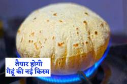 तैयार होगा गेहूं का नया बीज, ग्लूटेन एलर्जी पीड़ित मरीज खा सकेंगे ‘रोटी’ - image
