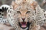 Leopard Attack