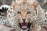 Child dies in leopard attack in Vijayraghavgarh in Katni