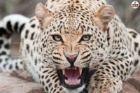 Leopard Attack