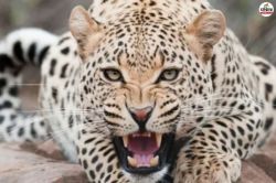 Leopard Attack: घर के बाहर खड़ी 12 साल की बच्ची पर कहर बनकर टूटा तेंदुआ, पलभर
में झाड़ियों में हुआ गायब - image