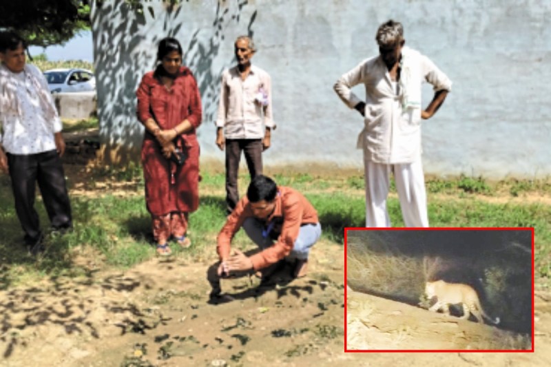 Panther attacks in Jhunjhunu