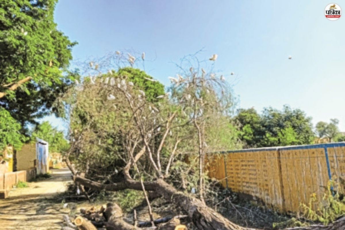 Pilibanga