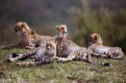 Cheetah shifting kuno to nauradehi