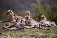 Project Cheetah india