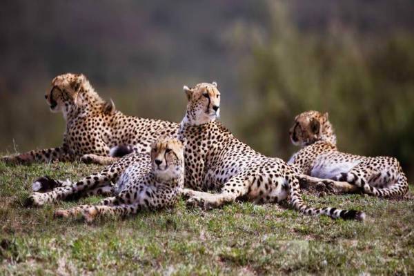 Project Cheetah india