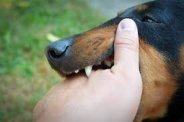 World Rabies Day