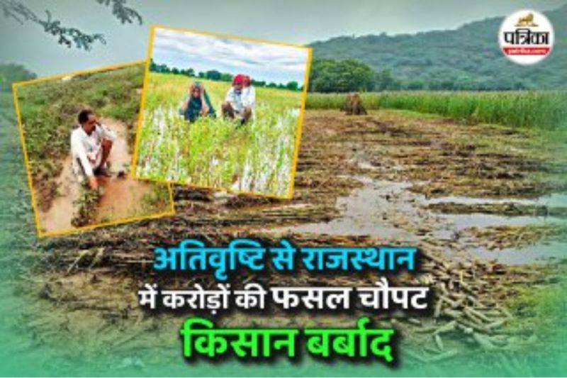 Rajasthan 22 districts crops destroyed Due to excessive rain farmers worried read this ground report to know their pain