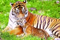 Ranthambore tiger Reserve