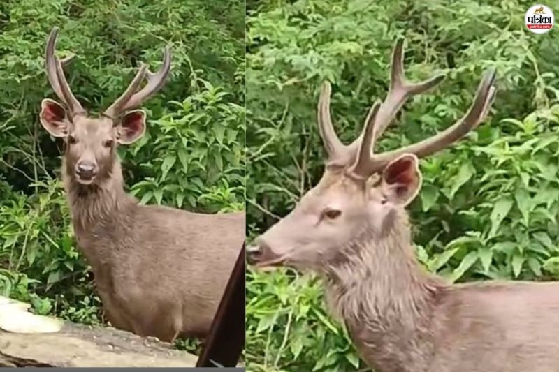 Rare deer seen Jamwaramgarh sanctuary