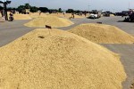 मंडी में नए धान ने दी दस्तक