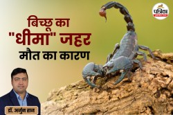 Scorpion Bite : बिच्छू का डंक सांप से कम नहीं, हर साल 1 मिलियन से अधिक लोग होते
हैं शिकार, एक्सपर्ट से जानिए बचने के उपाय - image