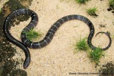 Snake bite in hotel