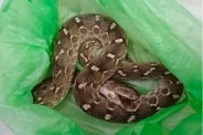 Snakebite