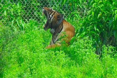9 माह से 5 हेक्टेयर के क्लोजर में बंद है बाघ, आखिर कब मिलेगी आजादी
