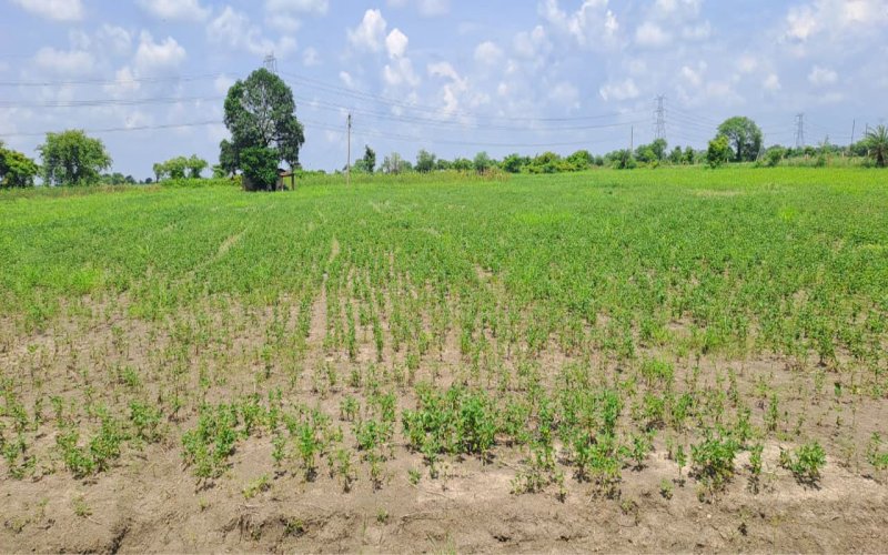 The rain wreaked havoc, the crop remained small, only four pods were produced, the cost will not be recovered