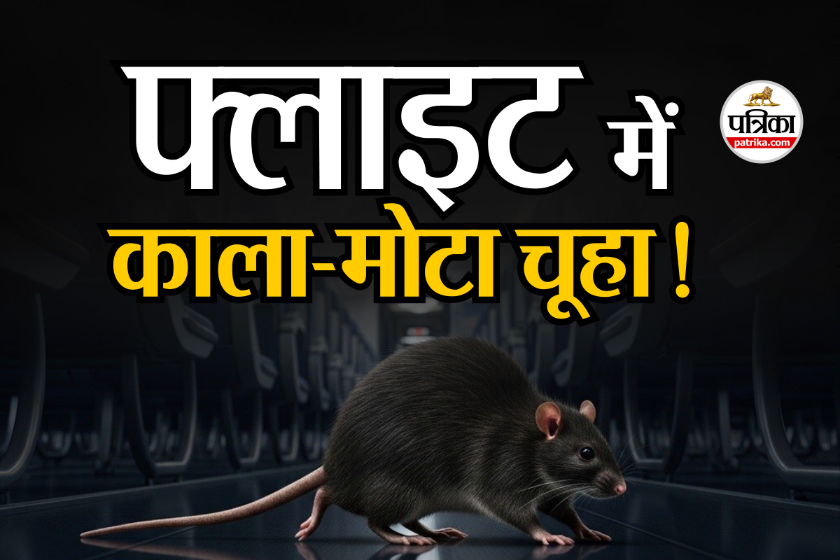 black rat inside plane