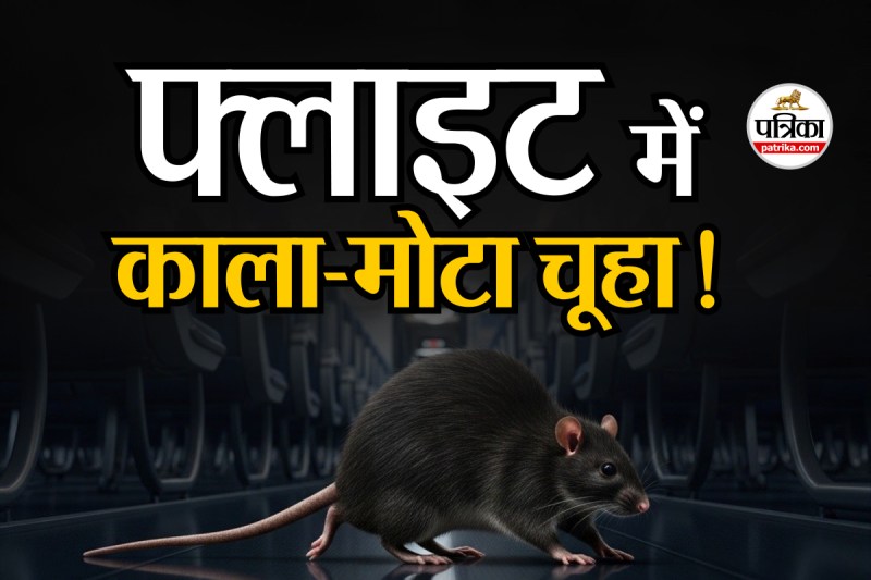 black rat inside plane