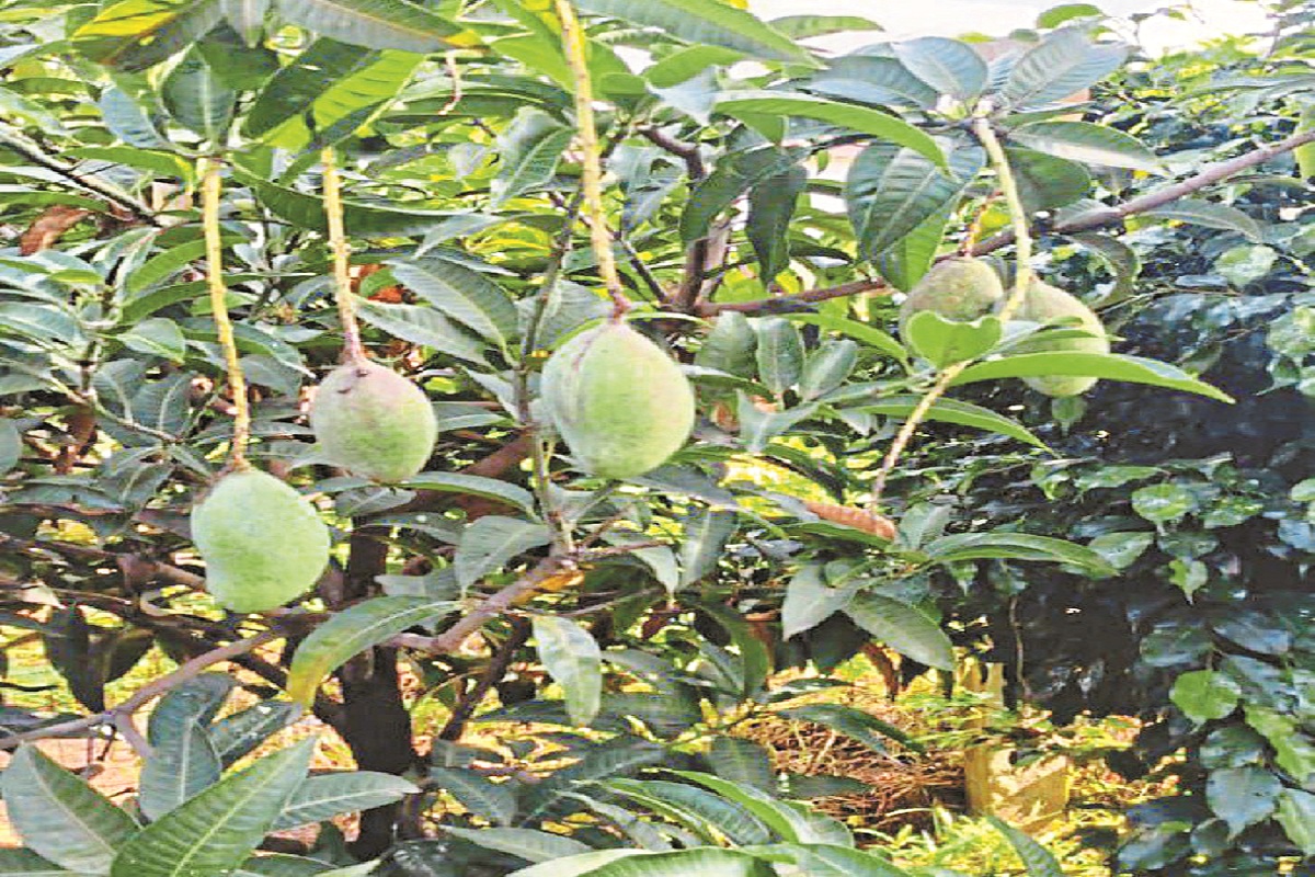 CG News: छत्तीसगढ़ के इस किसान के बगीचे में है आम का अनोखा पेड़, गर्मी हो या सर्दी, तीन बार फलता है आम