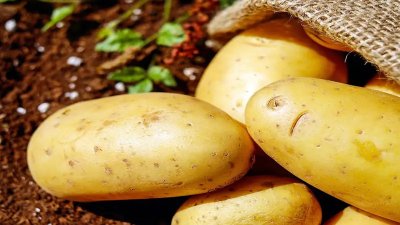 gwalior potato