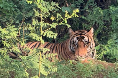 पन्ना टाइगर रिजर्व में सड़क पर आराम फरमा रहा बाघ को देखकर रोमांचित हुए राहगीर