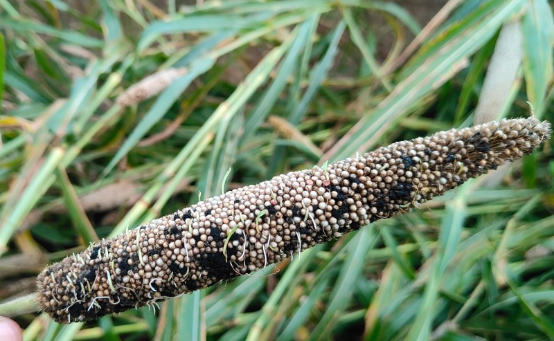 #CropDamage