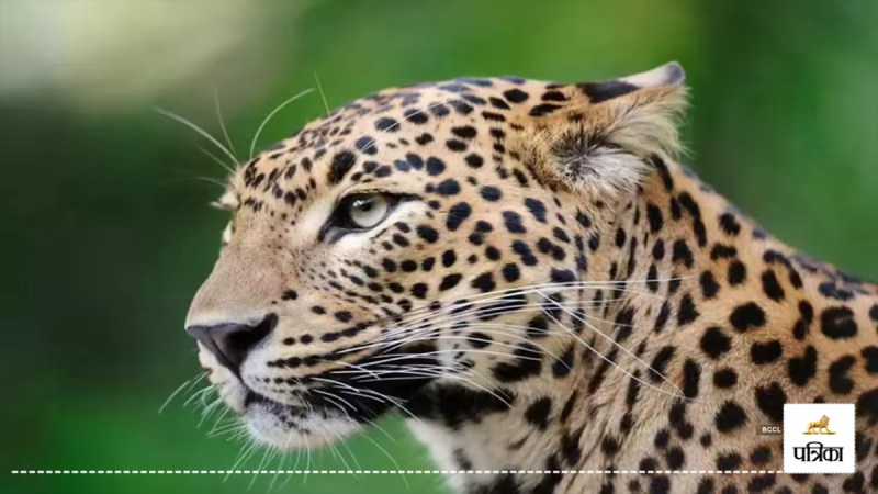 bijnor leopard attack 8 year old boy killed mother shocked