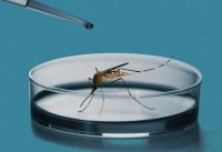 Brazil built 'good' mosquitoes