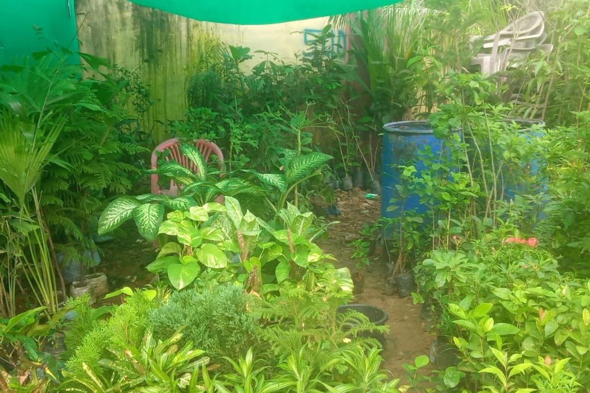 कक्षा पांच से बारहवीं के विद्यार्थियों को पौधरोपण के अनुसार मिलेंगे अंक, बोर्ड में जुड़ेंगे सत्रांक