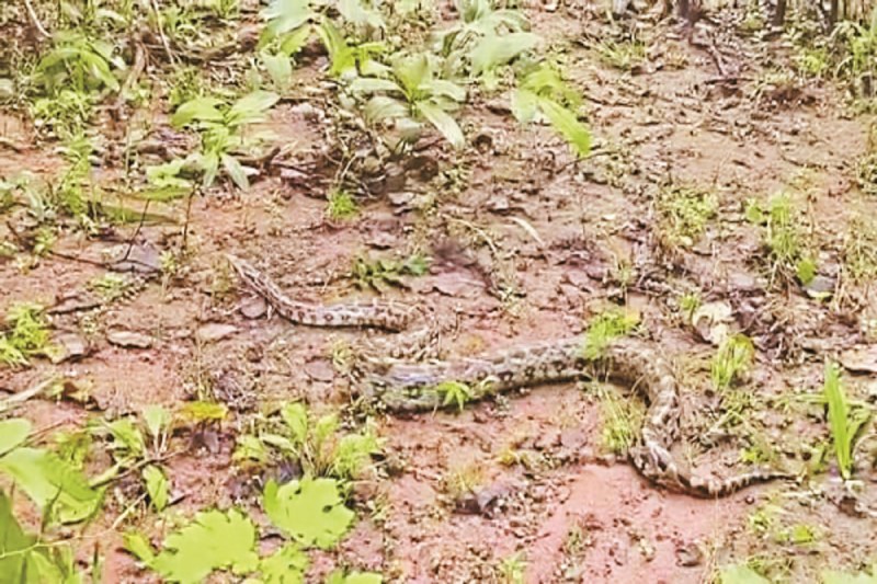 CG News: मछली पकड़ने डाला जाल उसमें फंस गया अजगर, गांव में घंटों लगा मेले जैसा माहौल