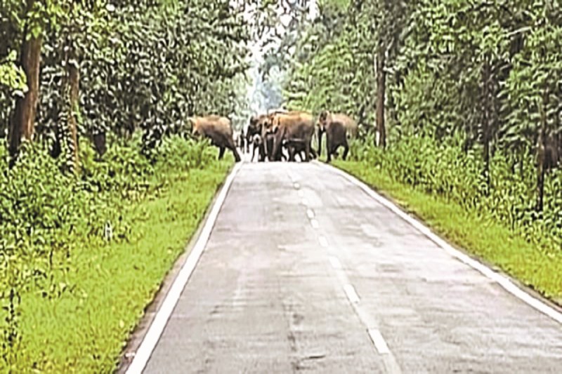 CG News: नेशनल हाईवे में 20 हाथियों का आतंक, एक घंटे तक लगा रहा जाम