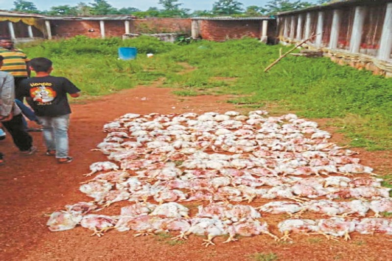 CG News: पोल्ट्री फार्म में आ धमका तेंदुआ, 160 मुर्गियों का किया शिकार, गांव में अलर्ट जारी